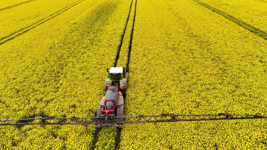 Yellow canola field. Field of blooming rapeseed aerial view. Farm tractor cultivates the field with fertilizer. Yellow rapeseed flowers and sky with clouds above them. Shot by a drone. 4K Royalty-Free Stock Footage #1090871589