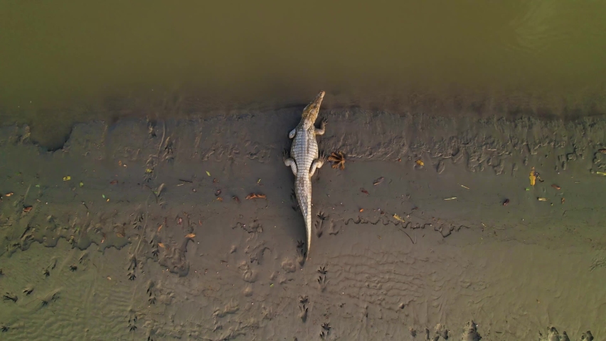 The alligator rests on the muddy bank of turbid water. Approaching drone view
