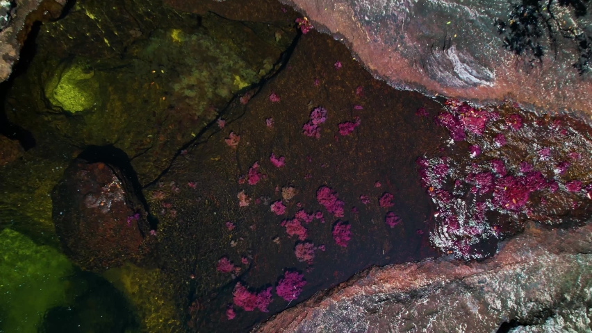 View straight down on the rusty colored Caño Cristales River flowing through the rocky bed of the rainforest in Colombia