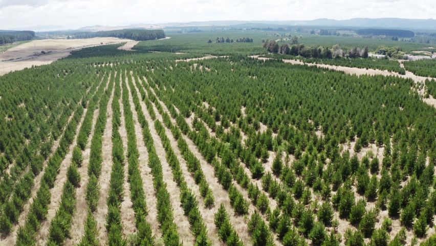 Replanted pine trees in perfect rows, reforestation concept of woodland environment, aerial | Shutterstock HD Video #1090873341