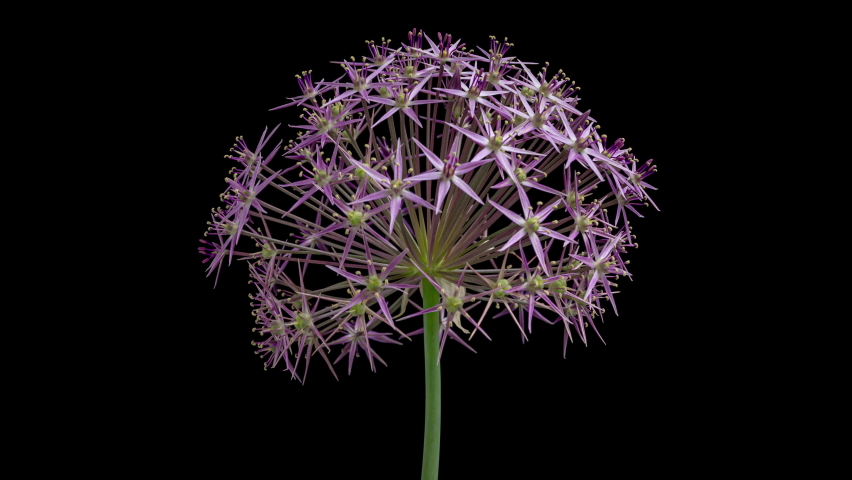 4K Time Lapse of blooming giant violet Allium Christophii flower isolated on black background. Time-lapse of decorative garlic flower bloom side view, close up. Royalty-Free Stock Footage #1090875431