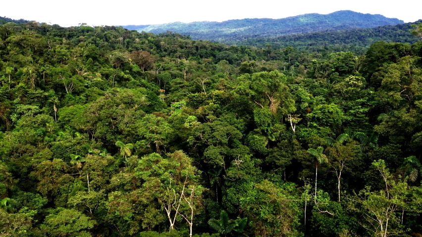 Aerial view, moving over a rainforest tree canopy in a slow pace - beautiful green nature background of a tropical forest
