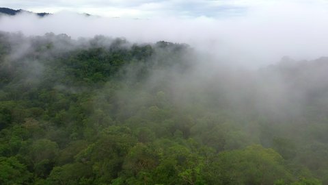 Aerial view, flying through the mist and revealing the tropical forest tree canopy - green nature background