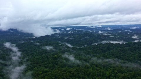 Aerial view of tropical forest directly after a rainstorm, with a beautiful rain cloudscape and layer of fog over the canopy