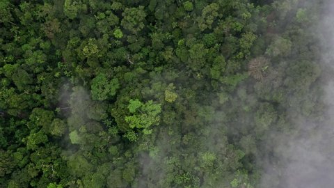 Top view of a tropical forest covered in fog - Nature background showing a high biodiversity in the rainforest