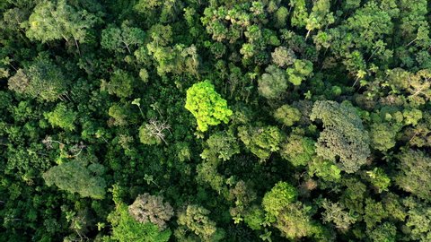 Aerial top view of a tropical forest canopy: nature background of the amazon forest with the highest biodiversity in the world