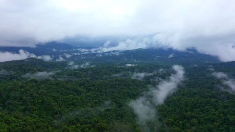 The Amazon forest on a cloudy day with a lot of rain, fog is hanging over the forest tree canopy, cinematic aerial nature background