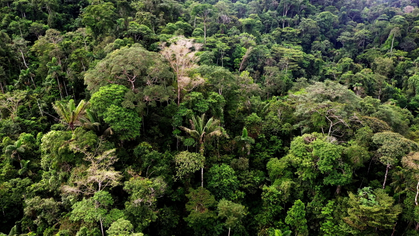 Panning view of a biodiverse tropical forest, showing a large variety of tree species present in the amazon of South America: an amazing nature background