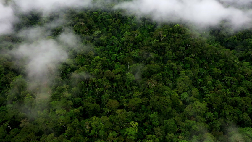 Amazon forest nature background: forest with the highest tree biodiversity in the world from above and covered in a layer of fog | Shutterstock HD Video #1090875539