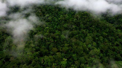 Amazon forest nature background: forest with the highest tree biodiversity in the world from above and covered in a layer of fog