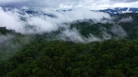 Aerial view over the Amazon forest covered in fog: rainforest tree canopy with the highest biodiversity in the world, a beautiful nature background