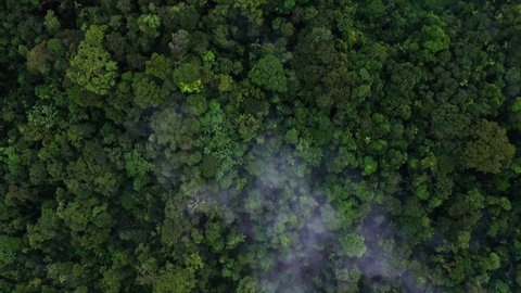 Aerial top view of rainforest tree canopy coverd in layers of fog