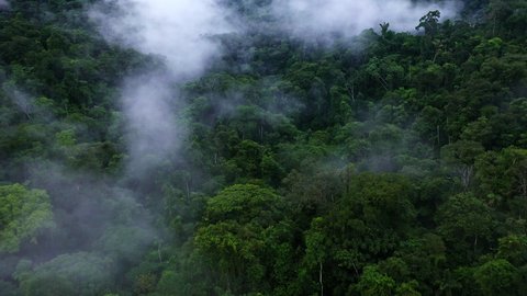 Beautiful nature background of a tropical forest covered in fog: close up of the green tree canopy and a small brown stream