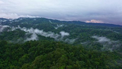 Panning aerial view over a vast tropical forest in the foothills of the Andes in Ecuador: green nature background of forest covered in fog with a dark cloudscape