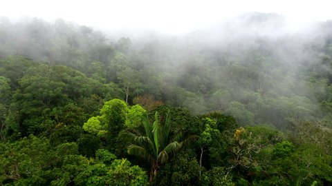 A biodiverse tropical forest, moving backwards from two large palm trees revealing a tropical forest covered in fog