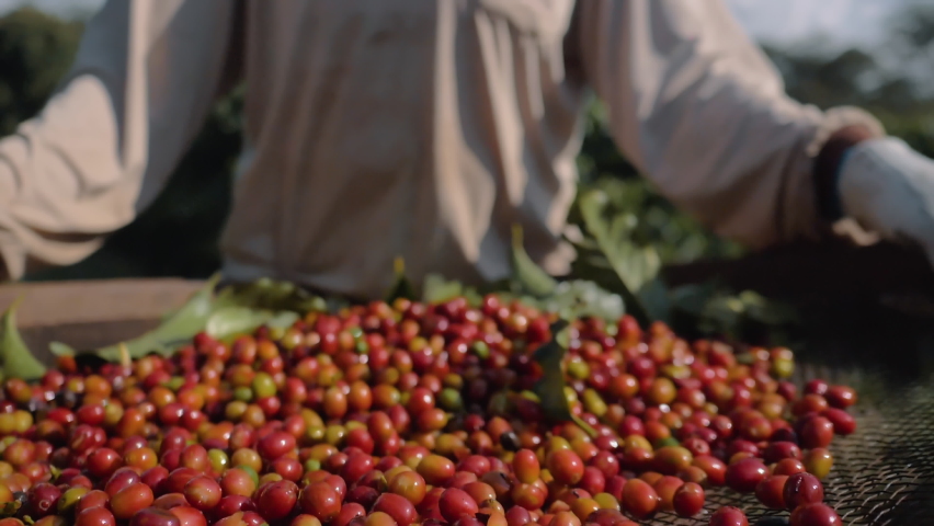 Workers harvesting coffee beans in the sieve Royalty-Free Stock Footage #1090880303