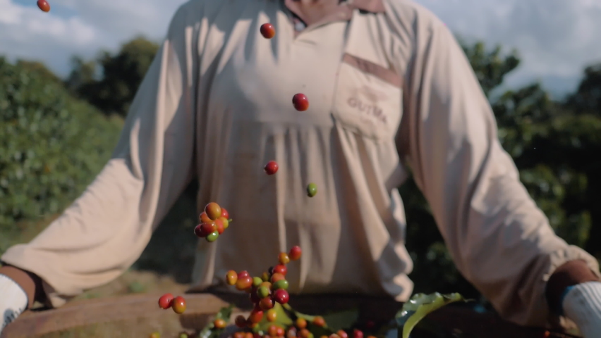 Workers harvesting coffee beans in the sieve Royalty-Free Stock Footage #1090880307