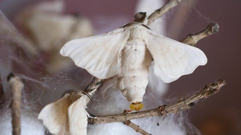 Close up of silkworm moths waiting to mating, 4k footage real time video.