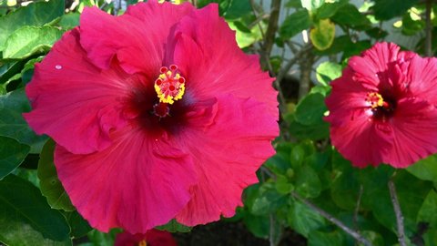 A Chinese hibiscus in full bloom with yellow stamen contrasting the vivid red flower