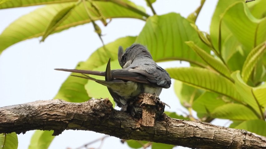 Grey-rumped treeswift in- nest .