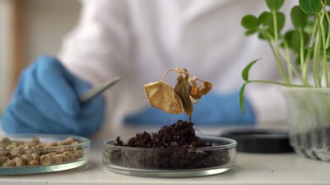 biologist's hand with protective gloves holding dry plant with root above petri dish with soil, close up. Biotechnology, plant care and protection