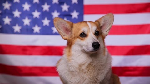 Portrait of a proud Welsh Corgi Pembroke dog in front of the American flag. Flag Day in the United States of America. Fourth of July Independence Day. Patriotic dog. Celebrate USA.