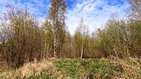 Spring Meadow Senary in 4K, Looping Relaxation and Meditation Footage Without Sound. Blue Sky with Clouds, the Leaves Bursting into the Birch Trees, Butterflies Flying Around.