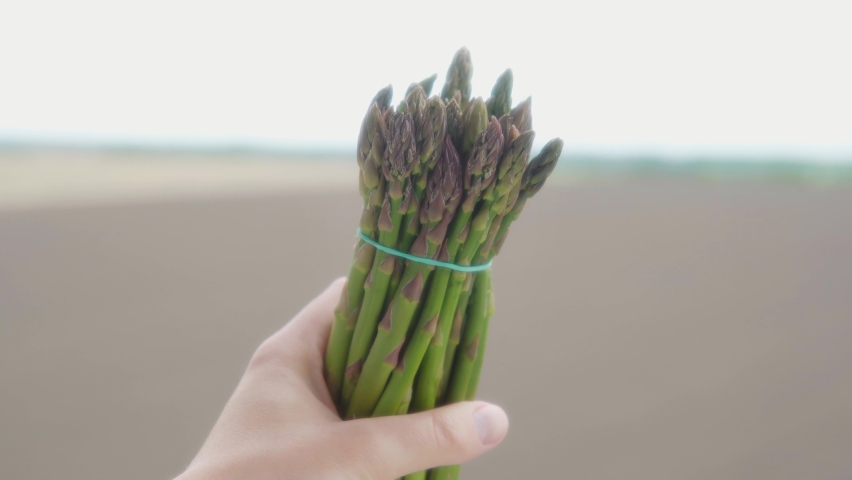 Green asparagus on the field background, close up. Fresh and tasty organic asparagus. Healthy food concept. High quality 4k.
