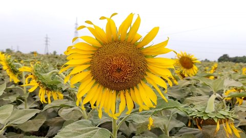 Sunflower. Sunflower field. Beautiful footage of sunflowers field. Close footage of sunflowers field. Blooming Sunflowers. Sunflowers 4k resolution footage. Sunflower production.