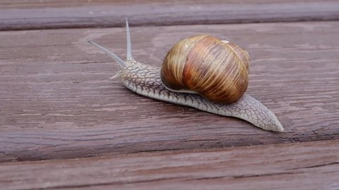 Large snail crawls slowly along a wooden surface. Close-up. High quality FullHD footage