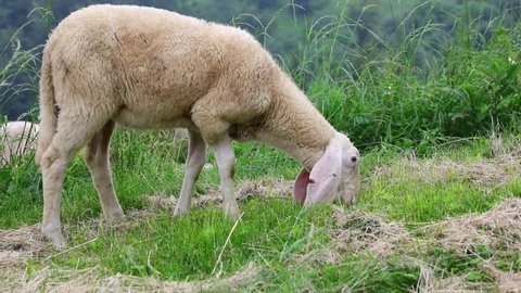 white shorn sheep without woolly fleece grazing and grazing green grass in the mountains together with other sheep in the flock
