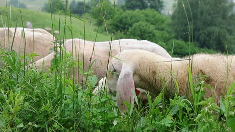 white shorn sheep without woolly fleece grazing and grazing green grass in the mountains