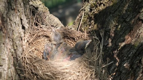 Newborn blackbird chicks sitting in the nest open their beaks wide in search of food. Natural selection and life of blackbirds in the wild.