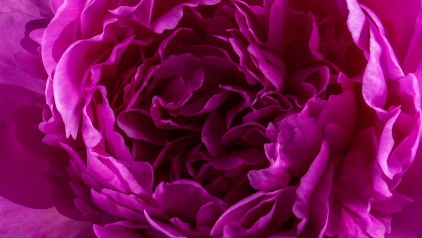 Peony flowering, opening petals on big bud. Spring floral time lapse - pink flower blossom on black backdrop. Macro blooming nature view. Wedding, Valentine's Day concept.