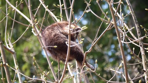 Cute Raccoon Dog sleeping on branch of tree, enjoying beautiful sunlight in nature