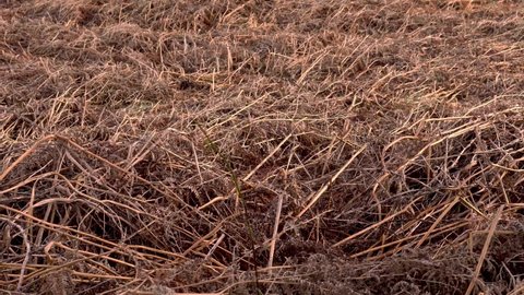 A large field of dry brown and orange dead fern plants
