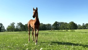 Young foal gallops away in great leaps in a spacious green paddock during spring
