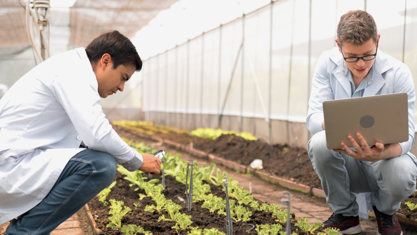 Two young biotechnologist in white coat check water spinach for research with other species vegetables in organic farm. Good quality products, Remember growing plant, Earths day agriculture concept.