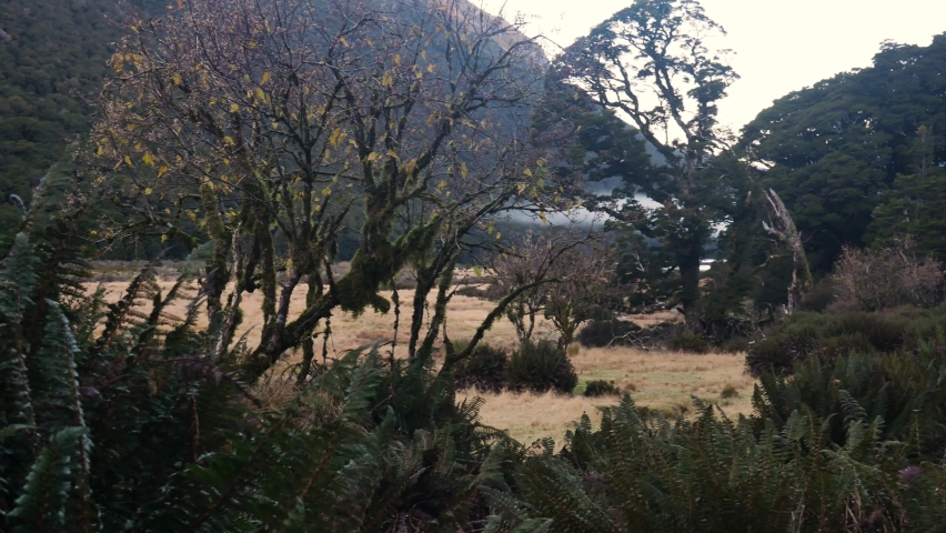 Trees in Grassland Meadow Valley