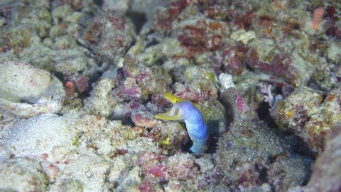 ribbon eel on the reef in maldives