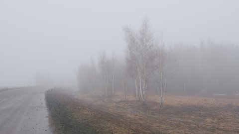 Road going into the fog in the spring at the edge of a birch forest.