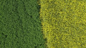 Footage of a drone Yellow flowering rape field landscape in the Upper Palatinate near Regensburg on the Winzer Heights with blue sky and clouds in summer, Germany