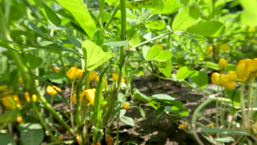 Peanut plants that grow in the fields on a sunny day, are blooming with yellow flowers, the nodules on the roots will become fruit ovules that will grow in the ground Royalty-Free Stock Footage #1090915133