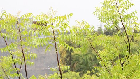 Neem leaves, ayurveda medicine, 4k resolution, nim tree leaf