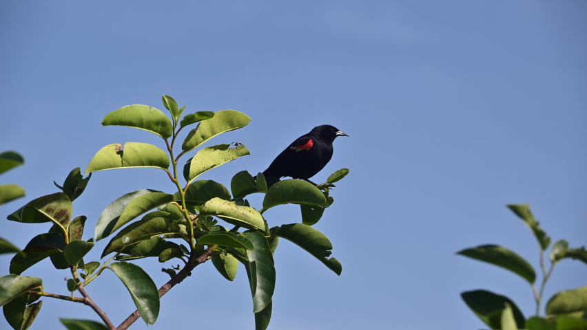 Red-winged Blackbird (Agelaius phoeniceus) male chirping while perched on a bush, Florida, USA