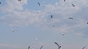 Flock of Black-Headed Seagulls Flying in the Cloudy Sky Footage.