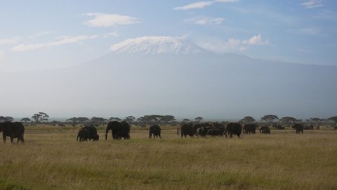 Large Herd Of African Elephants In African Savannah Against Kilimanjaro Volcano