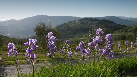 Beautiful blooming Irises swaying in the wind in the Chianti region of Tuscany with olive trees and vines in the background. The iris (Iris Pallida), the symbol of the city of Florence. Italy.