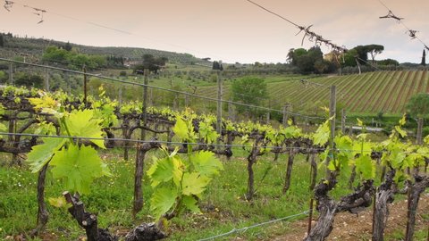 First shoots of the vine plant in a row of vineyards in Chianti near Mercatale (Florence). Tuscany, Italy. Motorised slider dolly movement.