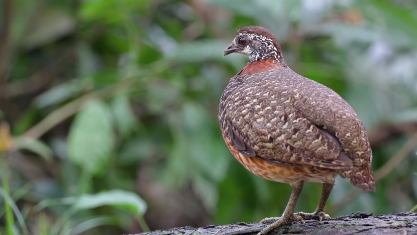 Nature wildlife footage of Bornean-necklaced Partridge bird of Borneo. | Shutterstock HD Video #1090922213